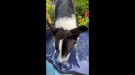 Border Collie Playing Bubbles