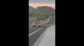 Javelina Family Crosses Street