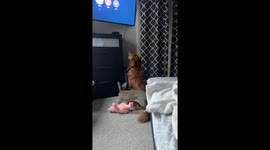 Golden Retriever Watches TV With Giant Rabbit