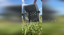 USA: Rescued Marmot Released Back Into the Wild