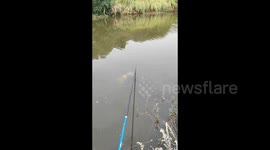 China: Many fish were gathered together, feeding on the bait scattered on the water surface during fishing