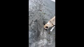 Fearful Frenchie Spooked by Hole at the Beach