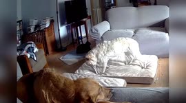 USA: Dog's Chewed Lithium-ion Battery Sparks House Fire Disaster