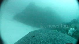 Australia: Sea Lion Cameras Uncover Uncharted Ocean Habitats in Southern Australia