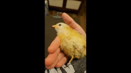Sleepy Little Chick