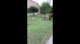 Dog Plays Chase With Donkey