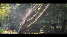 Steam rising from a tree after heavy rain fall on a hot summers day
