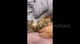 China: The owner held a sleeping little calico cat in his hand