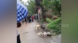 Pet dog chases away crocodile walking through village