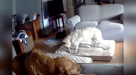 Pet dog chews lithium-ion battery causing it to explode and set house on fire