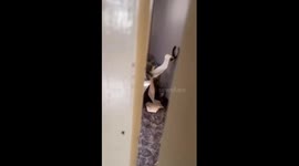 Cat rolls out toilet paper in Norway