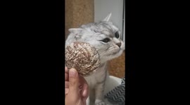 Cat plays with gingerbread in Gomel