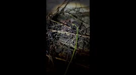 Baby crocodile rescued in Vadodara, Gujarat, India