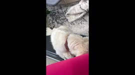 Dog demonstrates “pointing” skills in Westport, Connecticut