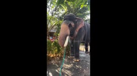 Elephant uses pipe to drink and spray water on its back in Kerala