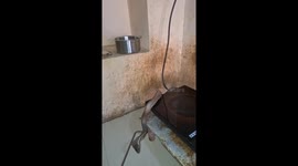 Cobra found on cooktop in Gujarat home