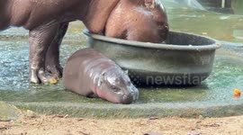 Naming contest held for newborn pygmy hippo at Thai zoo
