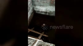 Dog rescued from safety tank in central India with help from animal volunteers