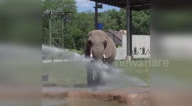 Elephant cools off with hose pipe at Milwaukee County Zoo
