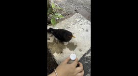 Kind-hearted Chinese woman saves crow suffering from heatstroke