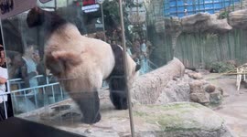 Panda urinates towards visitors through glass window at Chinese zoo