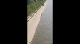 Wild rabbit struggles to exit riverbank in China