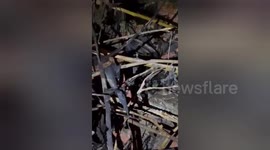Social organisation volunteer Baby crocodile rescued in Vadodara, Gujarat, India