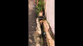 Kitten's comical eating stance captivates Chinese onlookers