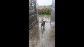 Loyal Chinese dog waits in the rain to apologise to its friend