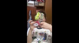 Pet budgies sit on top of owner's phone to play fight