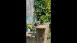Charming squirrel relishes juicy strawberries in a cozy garden setting