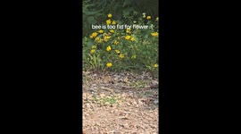 Bee causes flower stalk to bend in Alberta, Canada