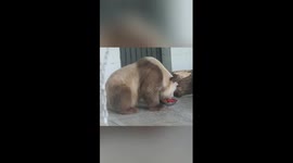 Brown giant panda gets summer treat
