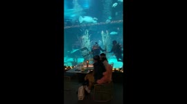 Boyfriend enlists divers for proposal at aquarium restaurant