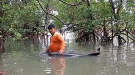 Villagers save five beached pygmy killer whales in Thailand