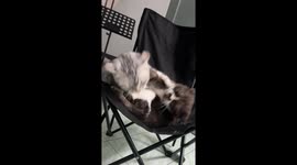 Two pet cats tussle with each other