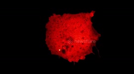 A cell collapsing after a drug treatment.