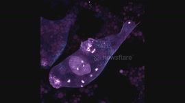 An embryonic macrophage viewed in super-resolution.