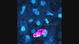 An embryonic macrophage exploring its surrounding tissue