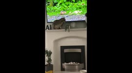 Cats leave human alone to bask in the glory of the serene scene playing on TV