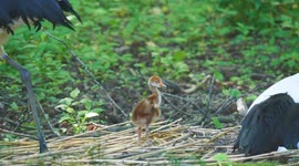 USA: Bronx Zoo Welcomes Rare Red-Crowned Crane Chick, Sign of Hope for Endangered Species