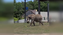 USA: Milwaukee County Zoo Captures Elephant's Delightful Watermelon Encounter