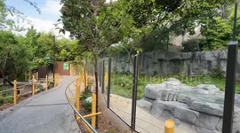 USA: Giant pandas to make public debut in San Diego on Thursday