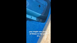 Man rescues and safely releases large spider from swimming pool