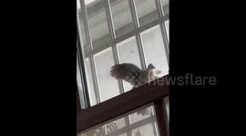 China: A cool pigeon on the window bar