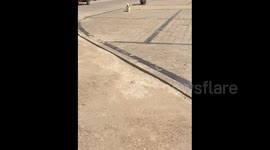 China: An Elegant Dog