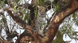A Breathtakingly Close-Up Experience with a Leopard in a tree.