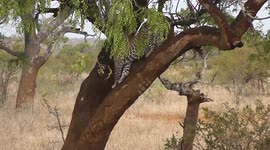 Heartbreakingly Leopard Hunt: So Close, Yet So Far. A Tale of Near Victory.