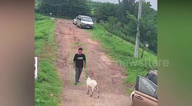 Stubborn goat loses out in battle with angry man