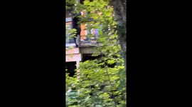 Bear climbs wall into Gatlinburg compound